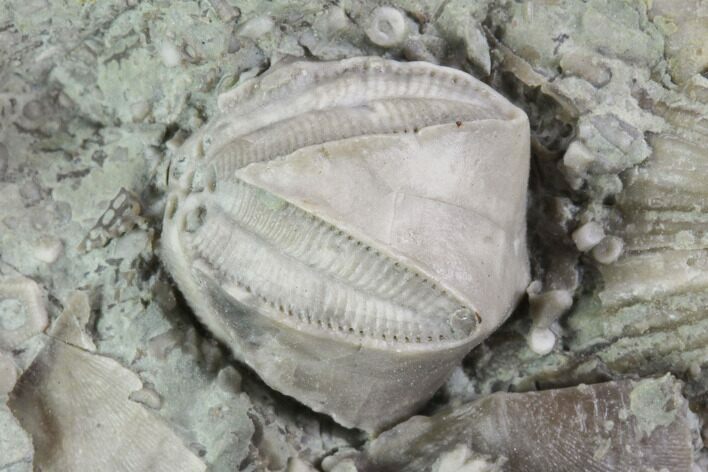 Blastoid (Pentremites) Fossil - Illinois #95947